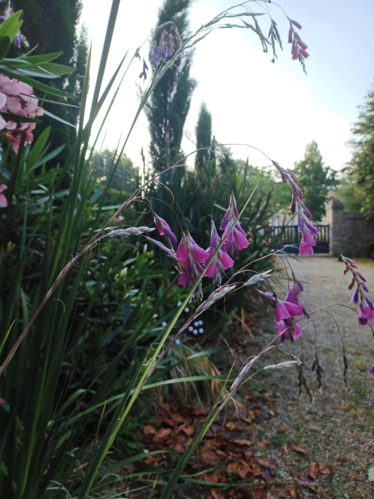 Le Banellou Bed and Breakfast Quimper Exteriör bild